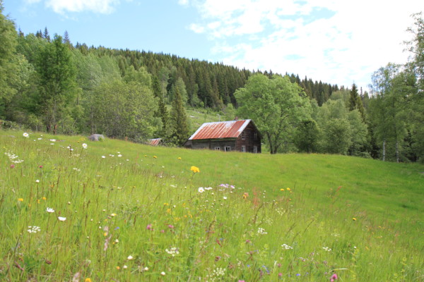 Plassvandring med vekt på folk og fe ca år 1900 @ Oppmøte på parkeringsplassen i Martin Haugens vei v/lysløypa på Klefstadhaugen | Sør-Trøndelag | Norge